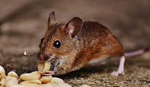 24 Hour & Emergency Exterminators in Shelton, CT